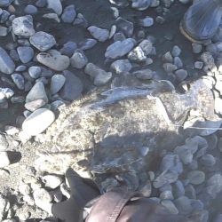 あけおめ青物とヒラメ